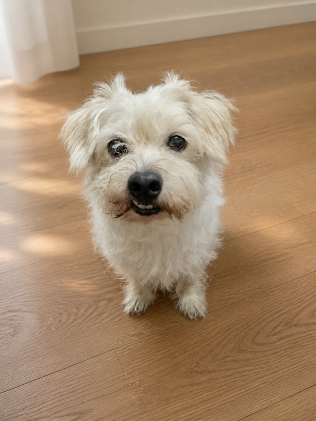 Lele, the real dog whose story inspired Pawova